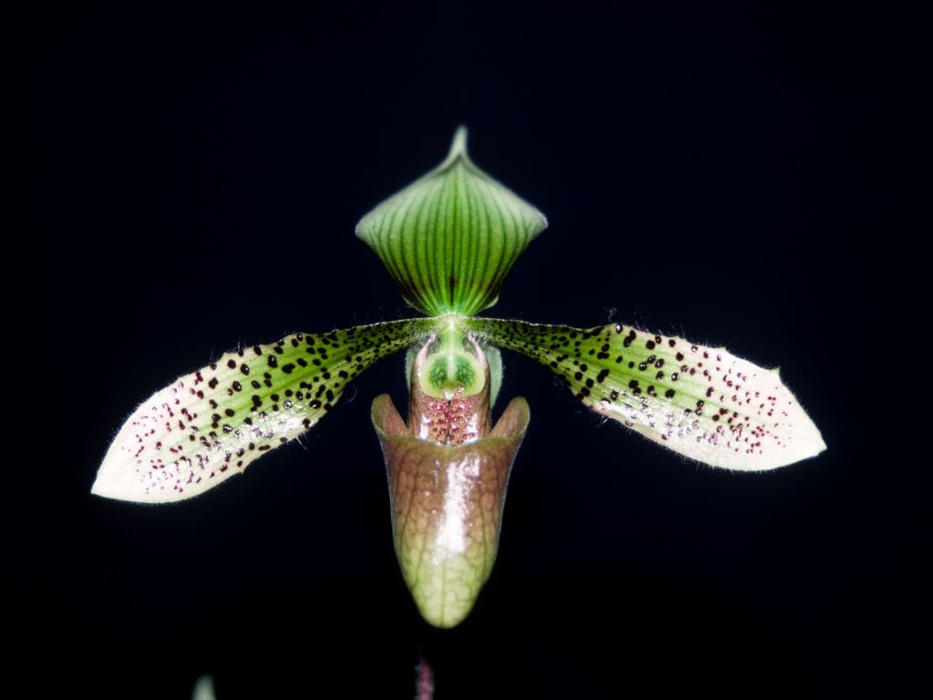 Paph Jerry Buote