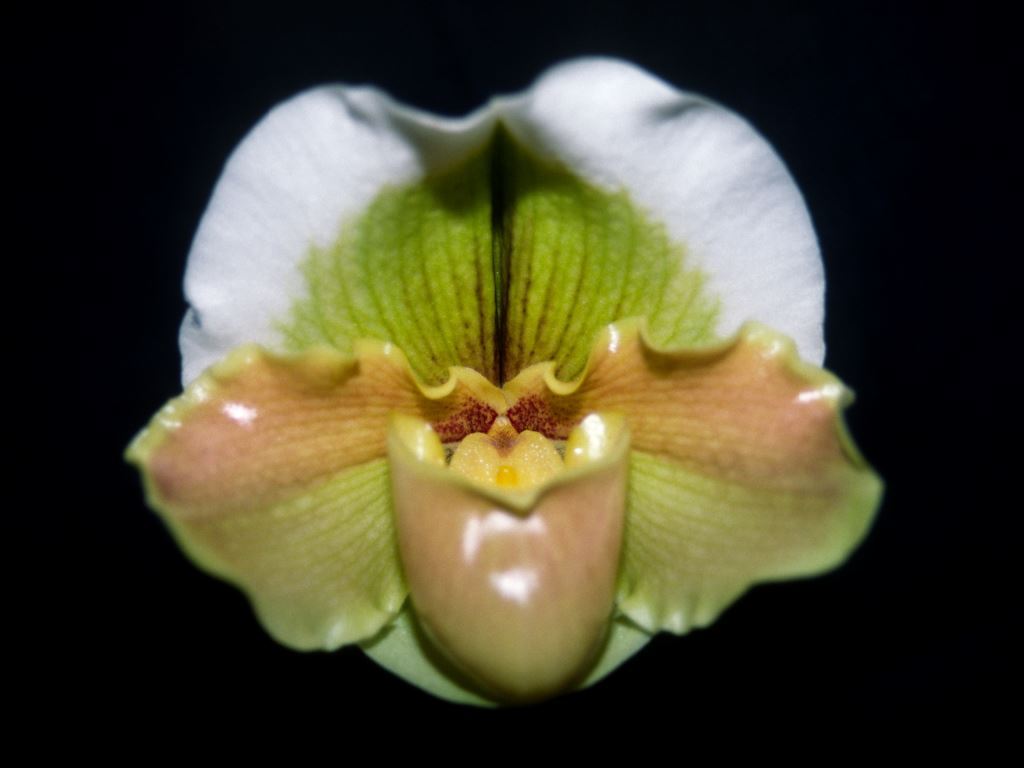 Paph Lazy River