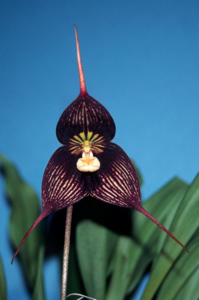 Dracula vampira - HCC/AOC