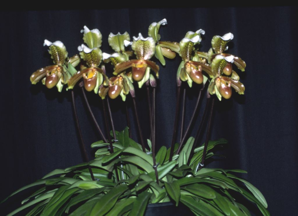 Paphiopedilum insigne - ACC/AOC