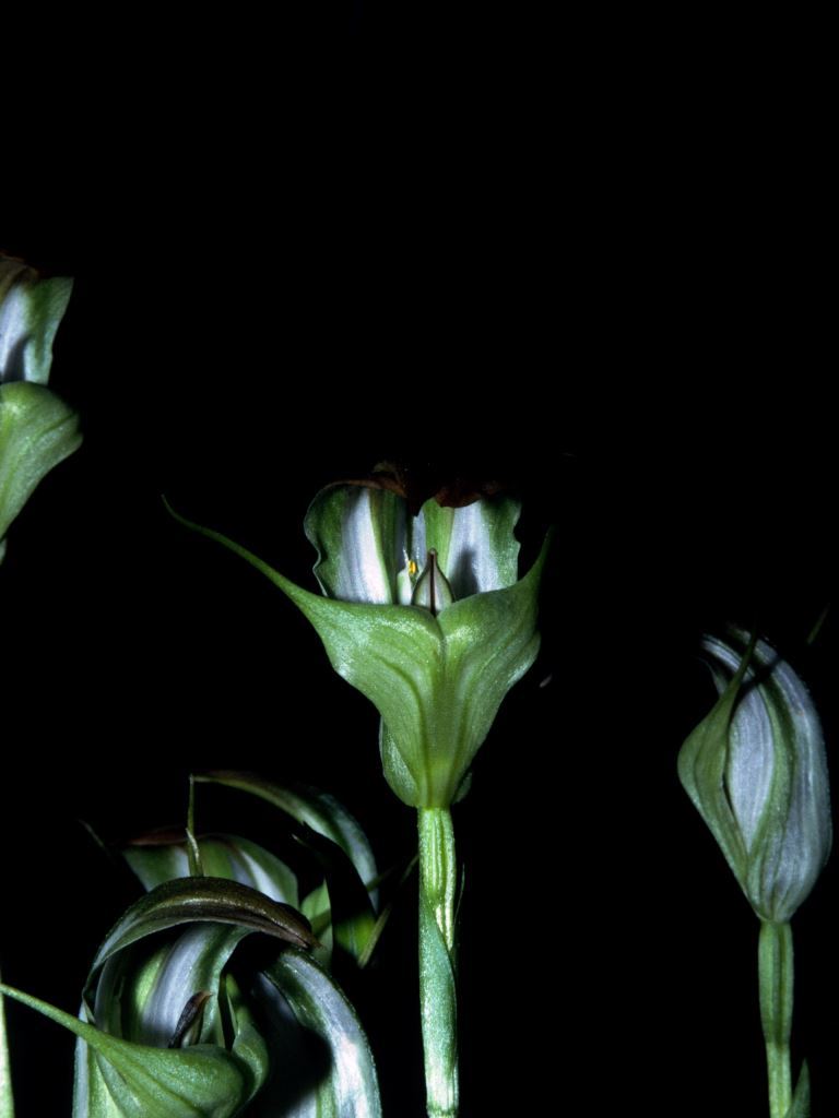Pterostylis baptistii