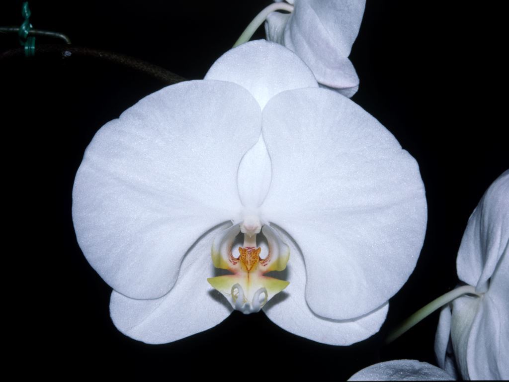 Phal Cape Town