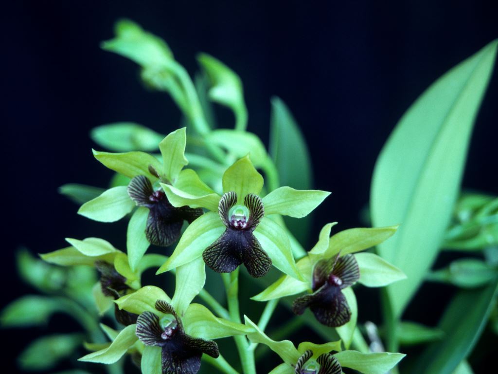 Dendrobium Gerald McCraith - HCC/AOC