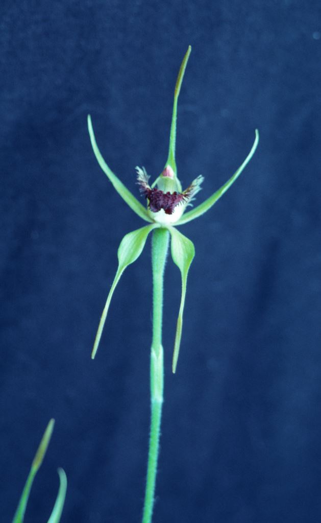 Caladenia pectinata 'Don's Choice'