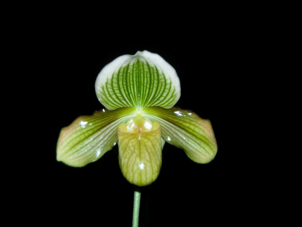Paph Steve Waters
