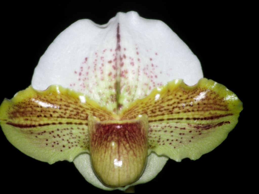 Paphiopedilum Hunter Greenspots - HCC/AOC