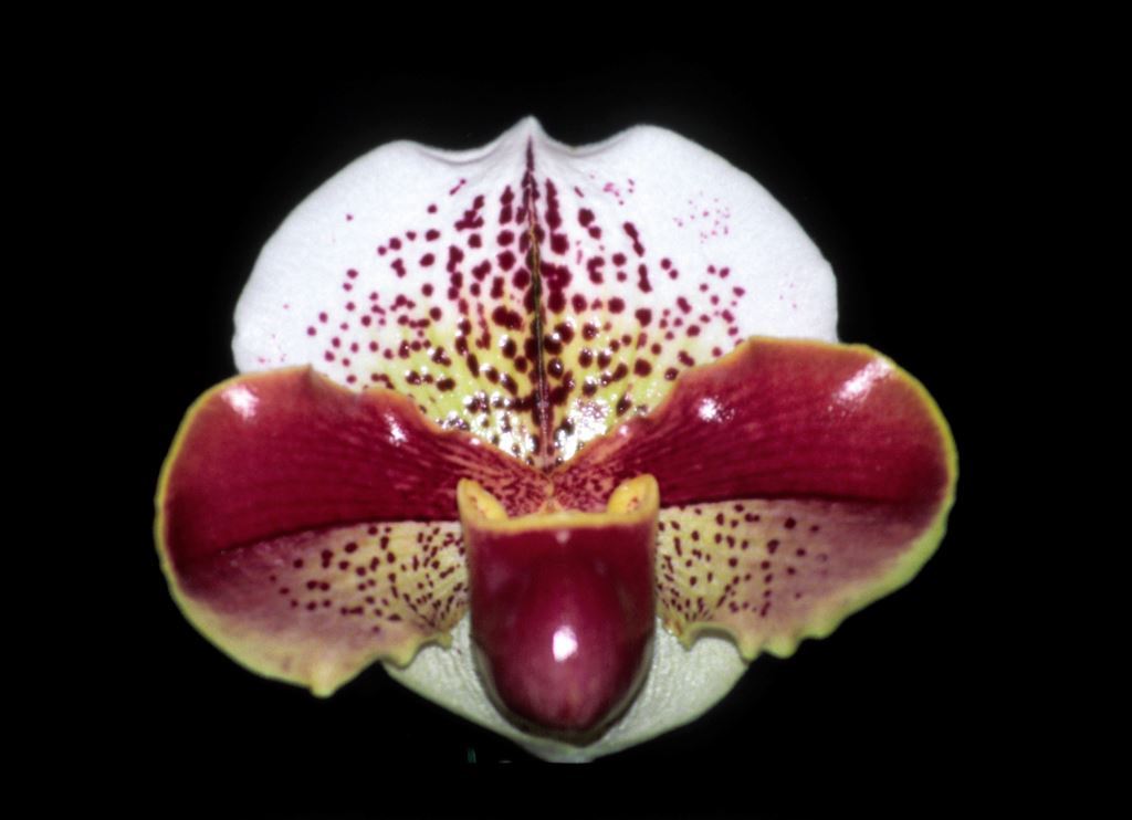 Paphiopedilum Captain Cook