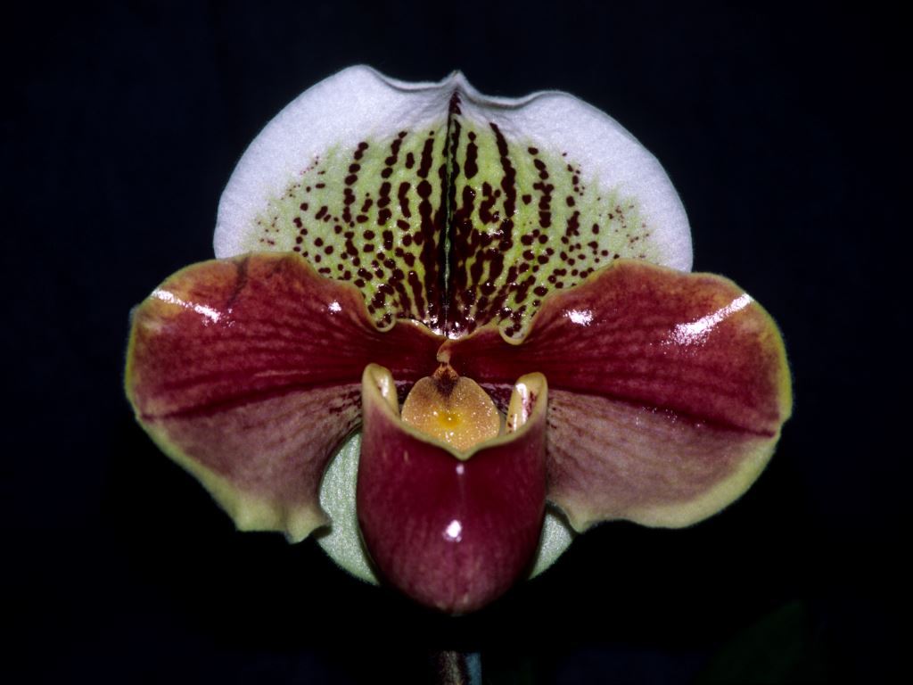 Paphiopedilum Northville Pride - HCC/AOC