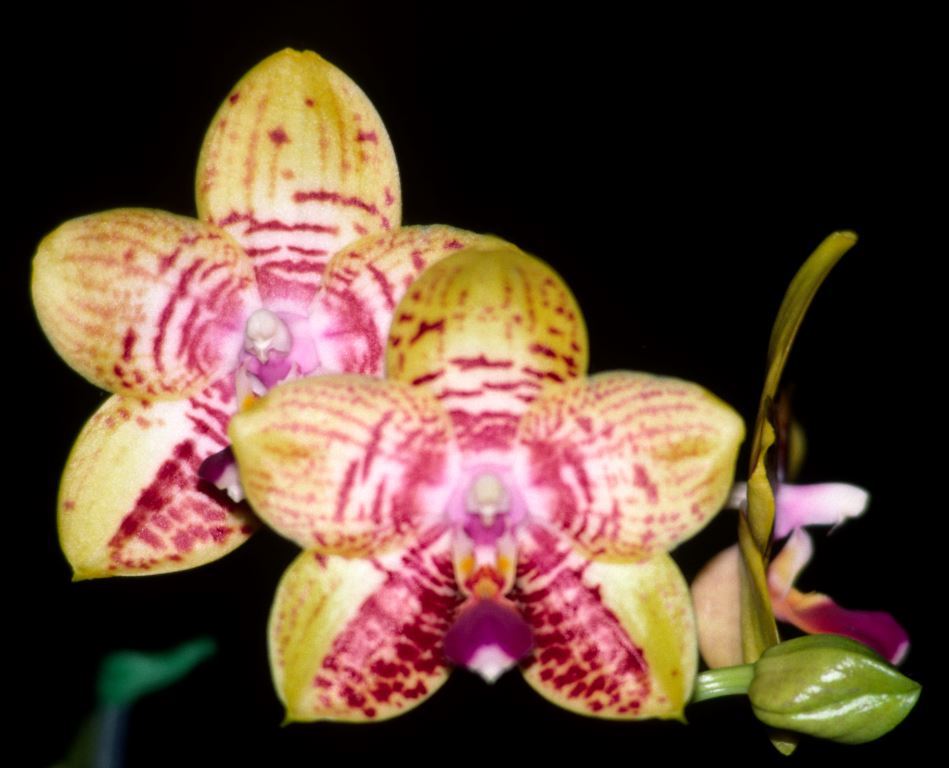 Phalaenopsis Orchid World - HCC/AOC