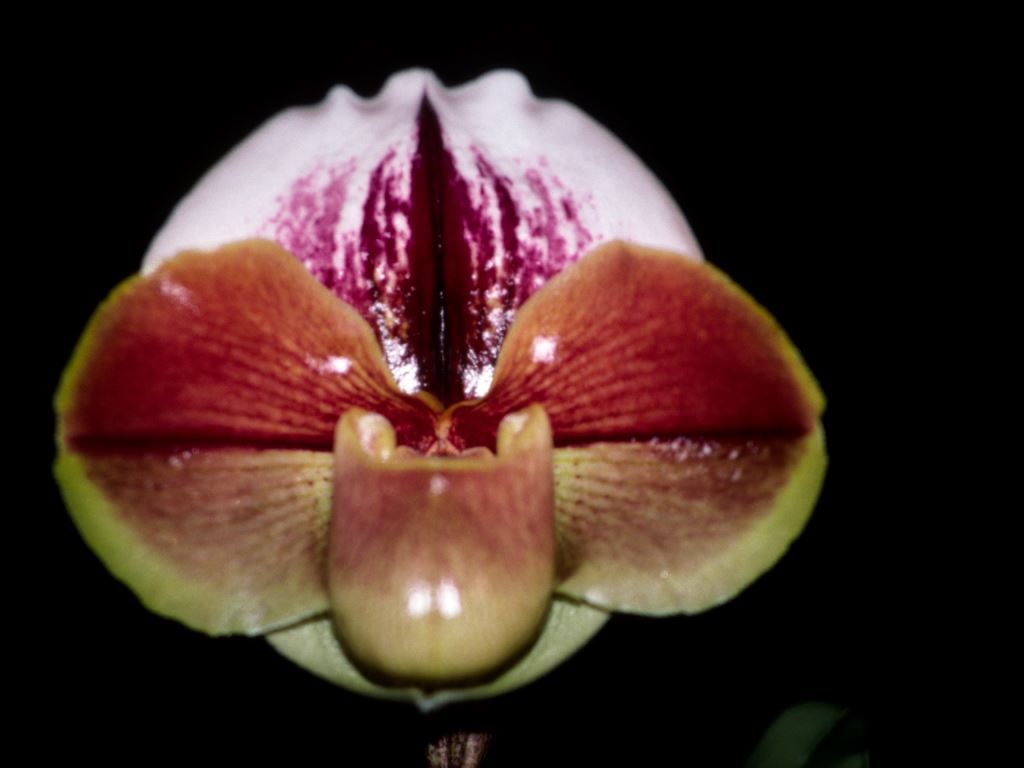 Paphiopedilum Personnella