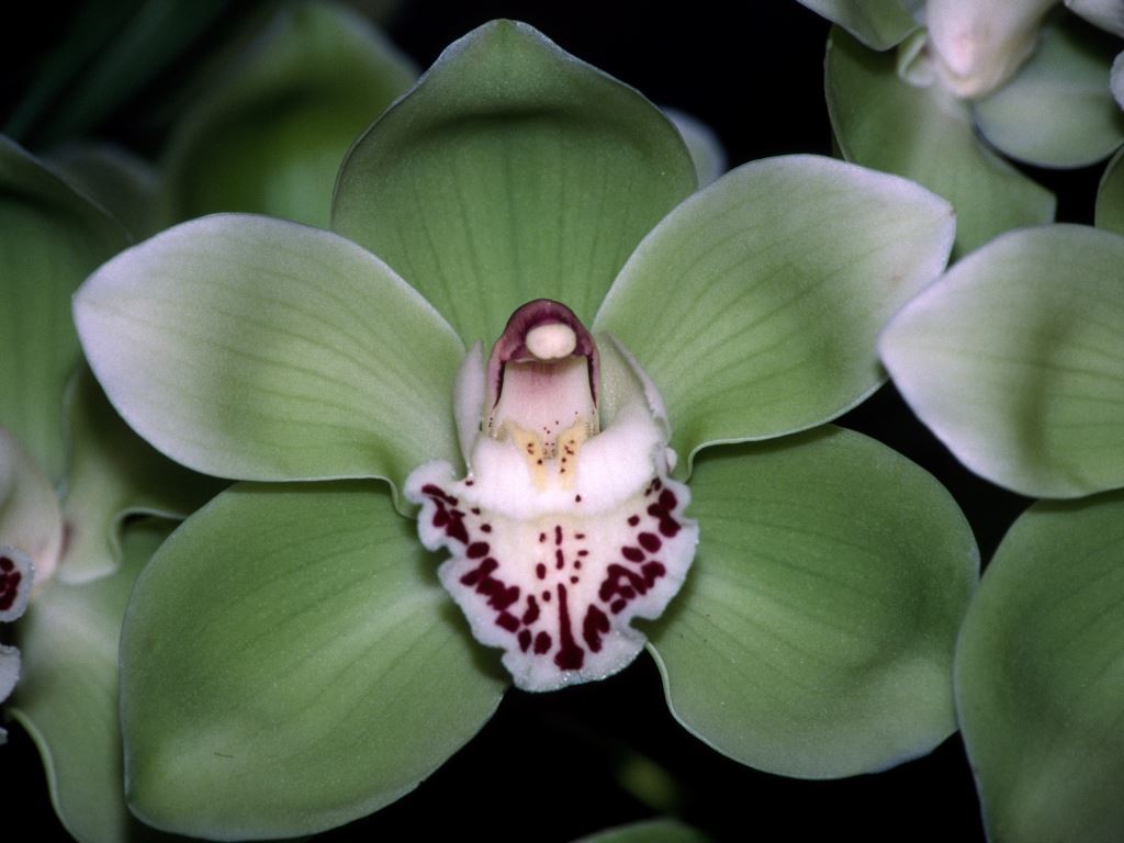 Cymbidium Valley Bay