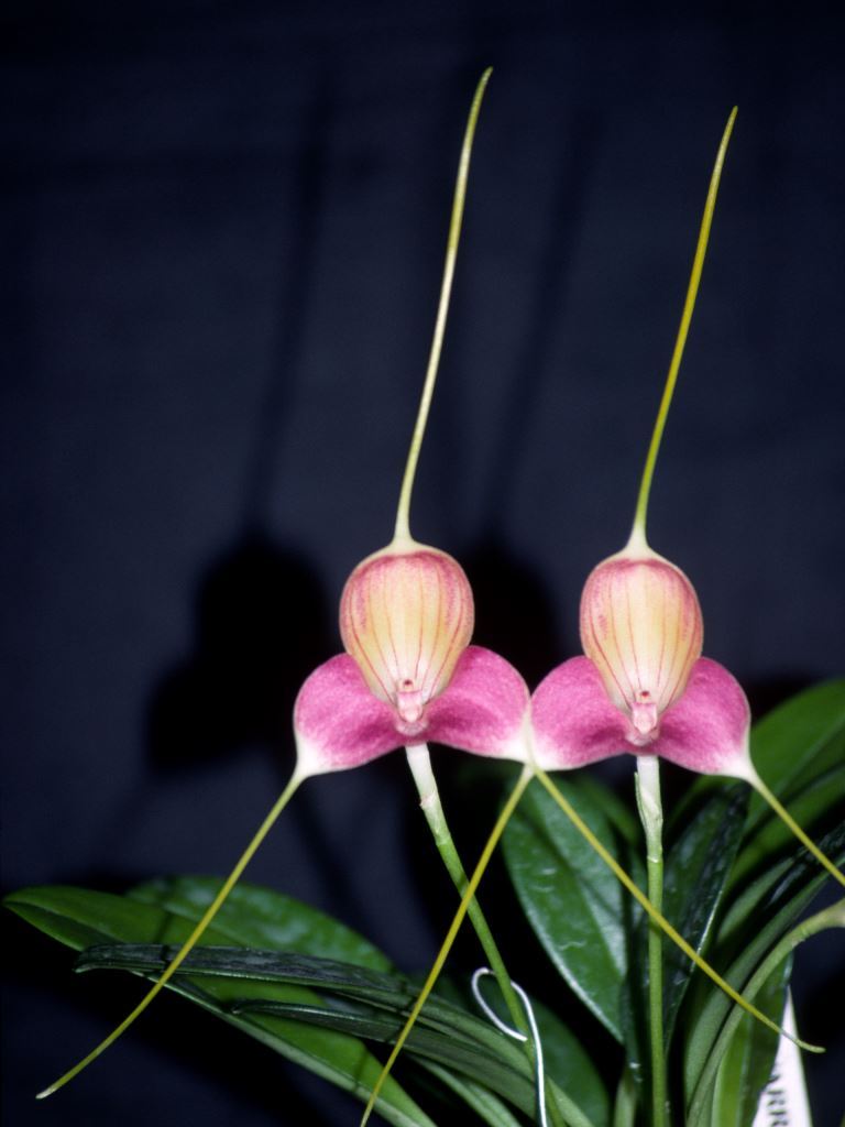 Masdevallia caudata - HCC/AOC