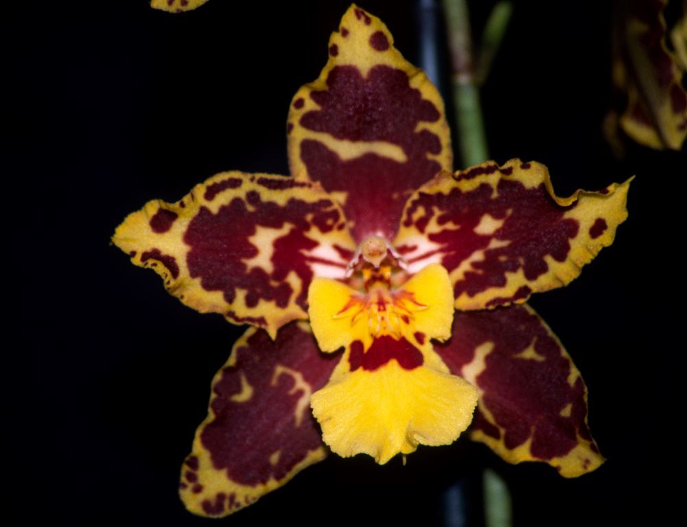Oncidium Tiger Glow - AM/AOC
