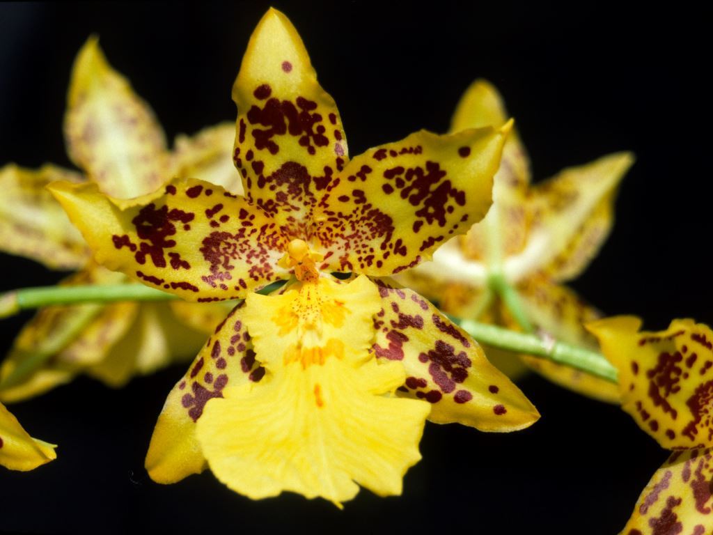 Oncidium Don Bivin