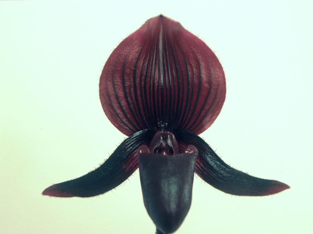 Paph Cecil's Wine