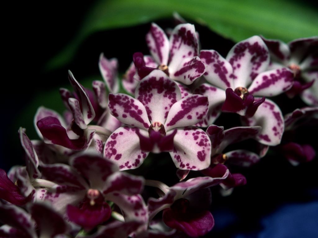 Rhynchostylis gigantea - HCC/AOC