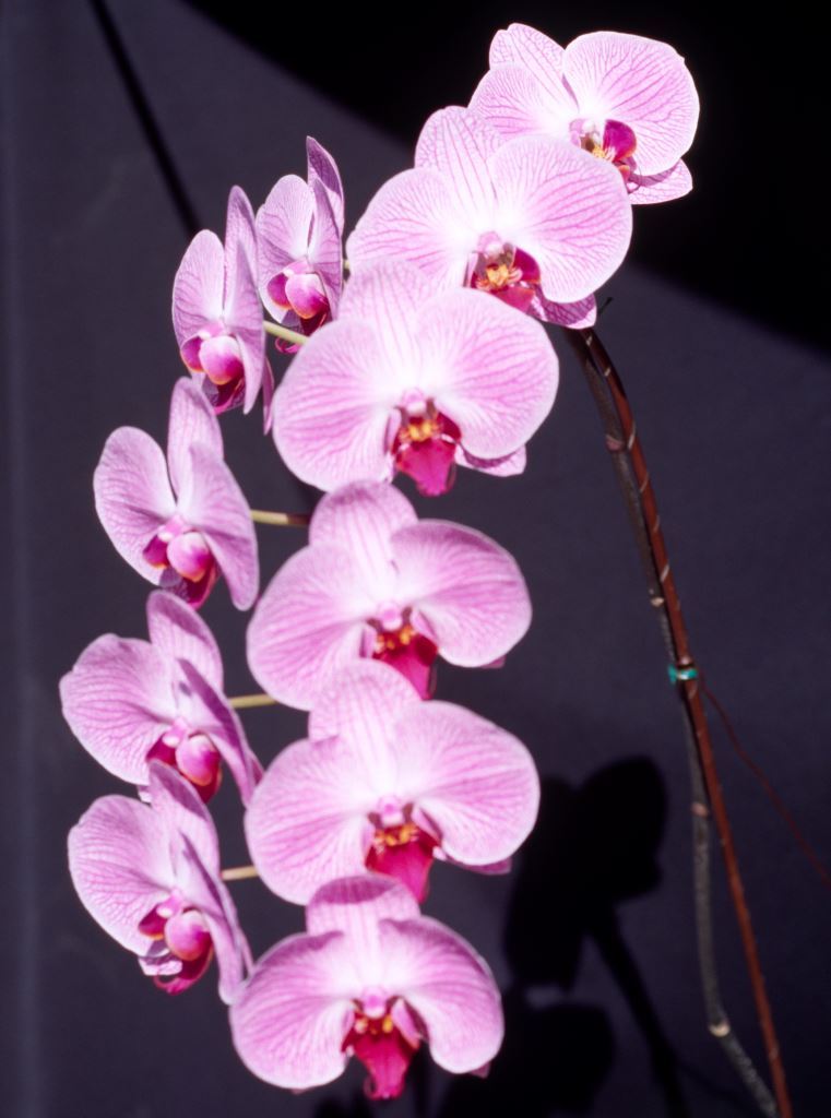 Phalaenopsis Delwin