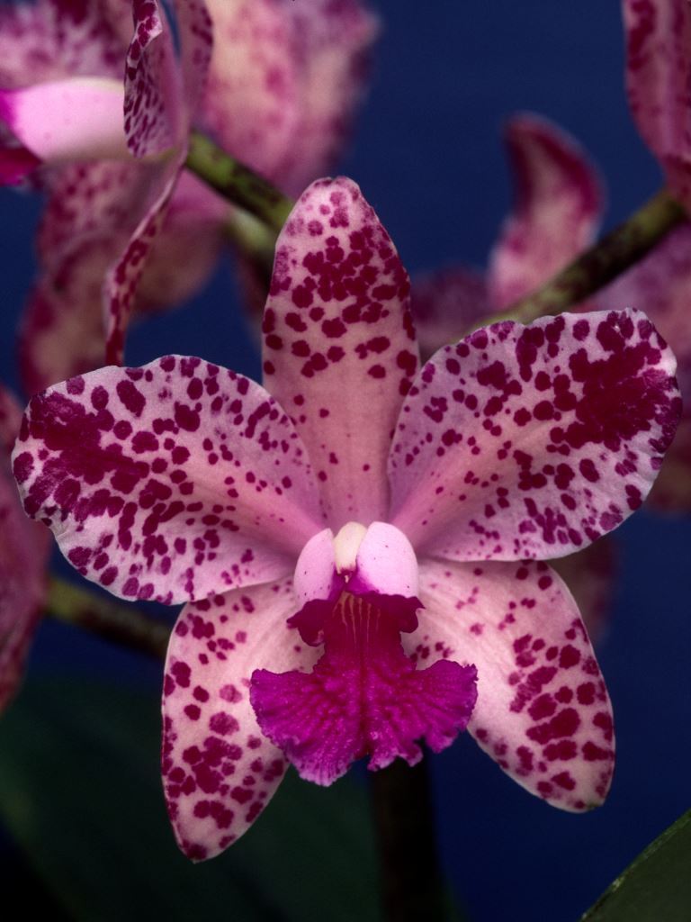 Cattleya amethystoglossa - AM/AOC