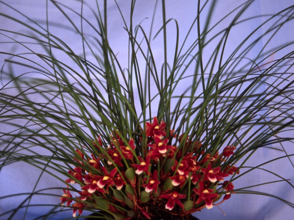 Maxillaria curtipes