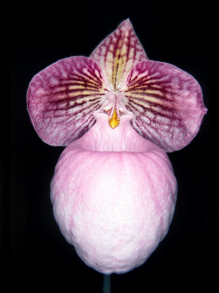 Paphiopedilum micranthum - HCC/AOC