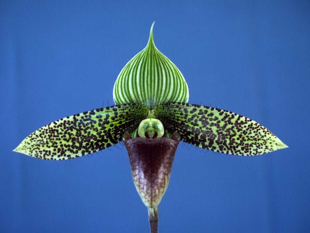 Paphiopedilum sukhakulii - HCC/AOC