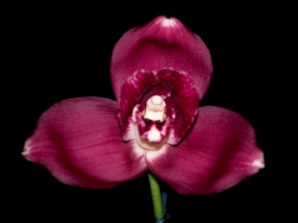 Lycaste Kiama - HCC/AOC