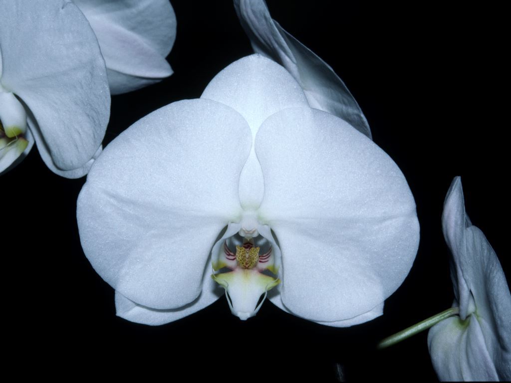 Phal Johnston's Pride