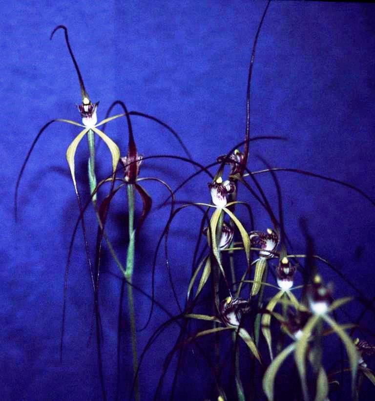 Caladenia flaccida