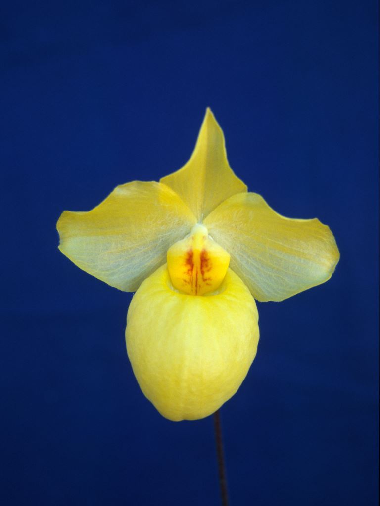 Paphiopedilum armeniacum