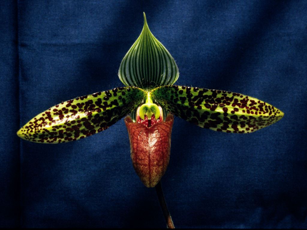 Paphiopedilum sukhakulii