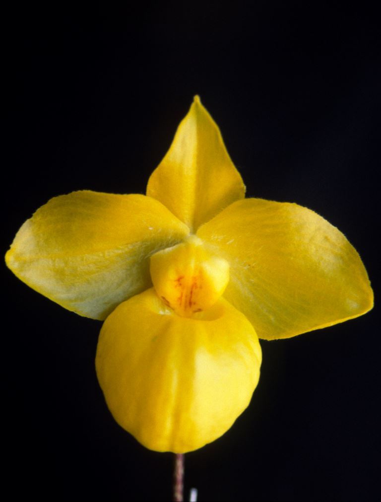 Paphiopedilum armeniacum
