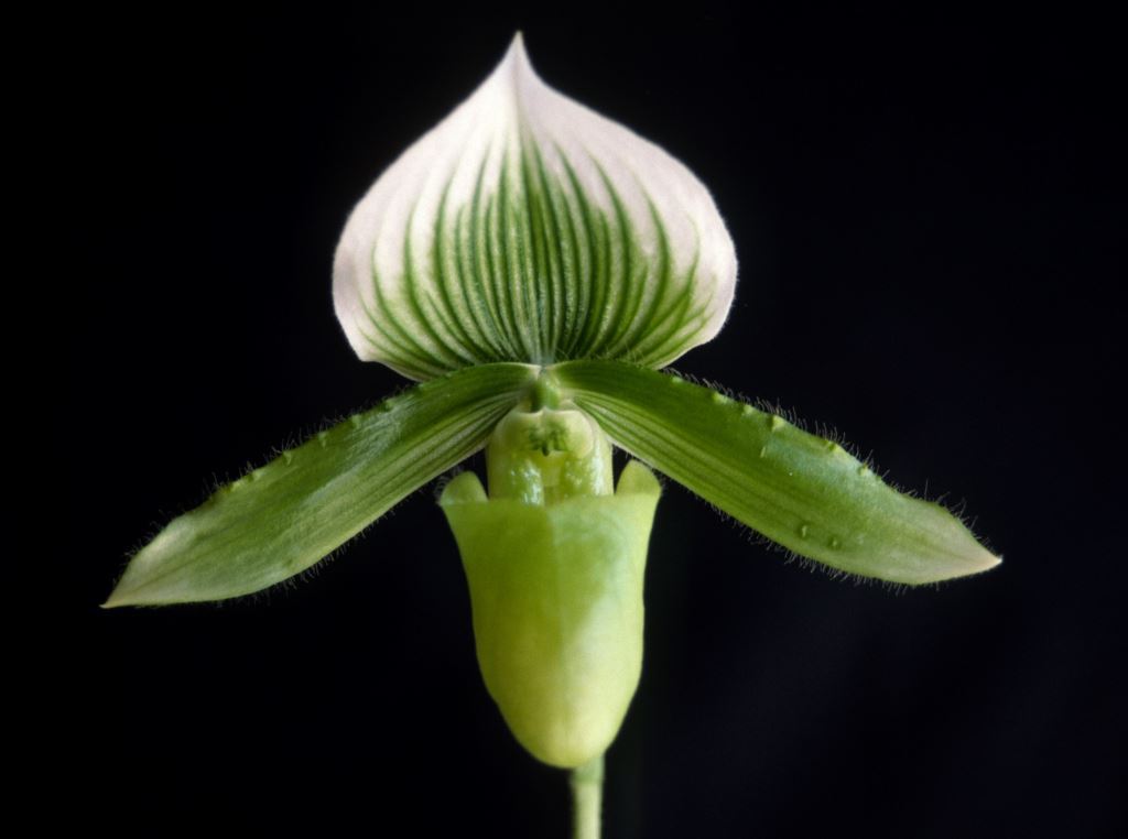 Paph Celle