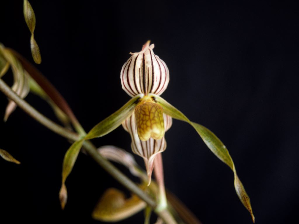 Paphiopedilum kolopakingii