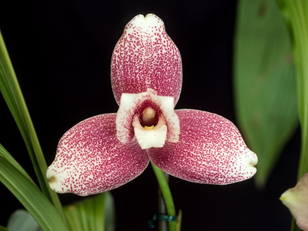 Lycaste Shoalhaven - HCC/AOC