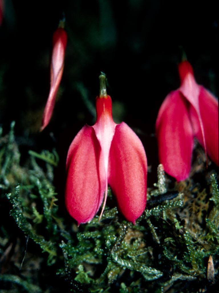 Masdevallia deformis - CBM/AOC