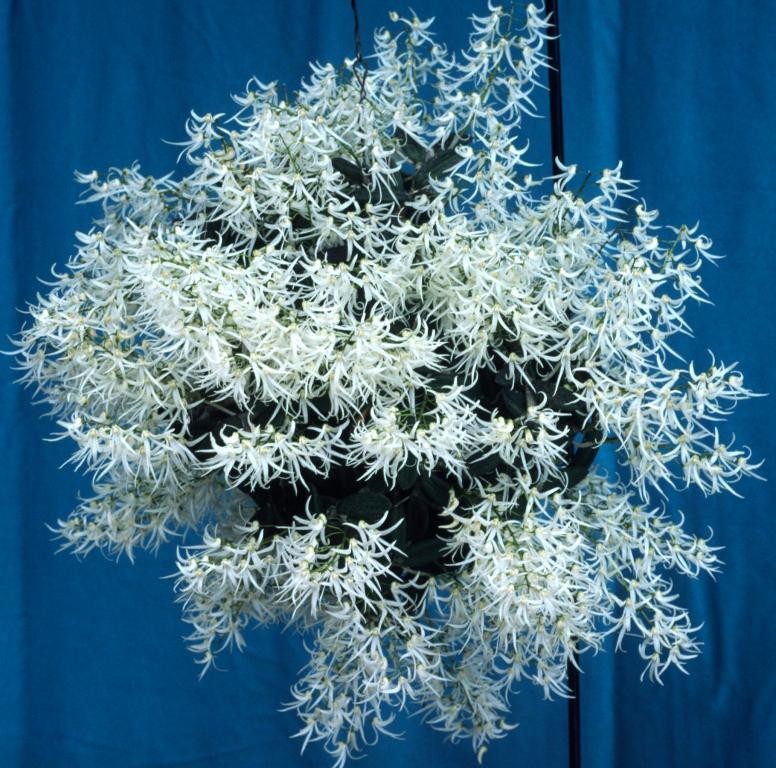 Dendrobium linguiforme var. linguiforme - ACC/AOC