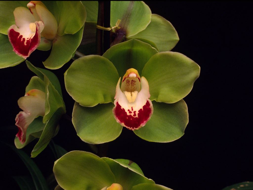 Cymbidium Valley Zenith - HCC/AOC