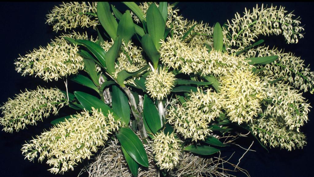 Dendrobium speciosum var. boreale - ACC/AOC