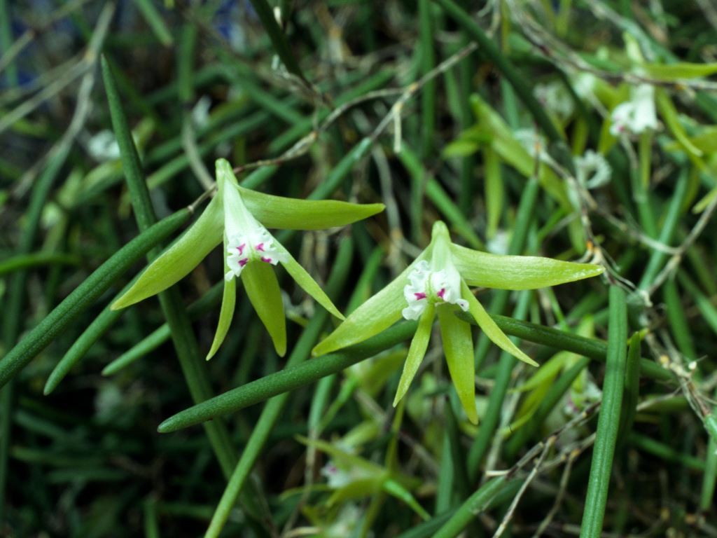 Dendrobium mortii - ACC/AOC