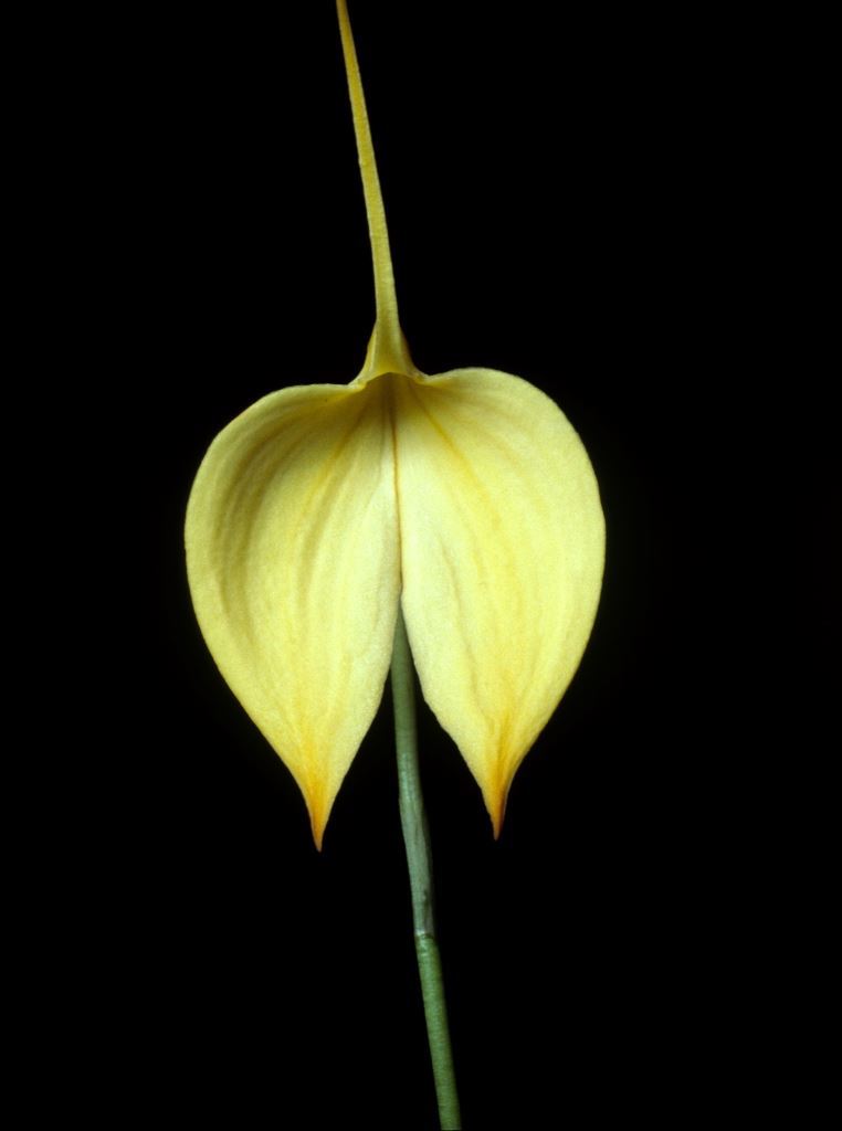 Masdevallia coccinea 'Poacher's Moon'