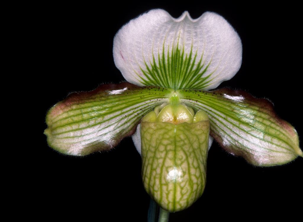 Paphiopedilum Steve Waters - HCC/AOC
