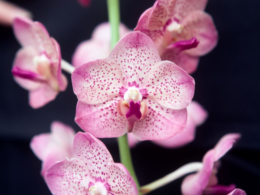 Aeridovanda Renee Gerber