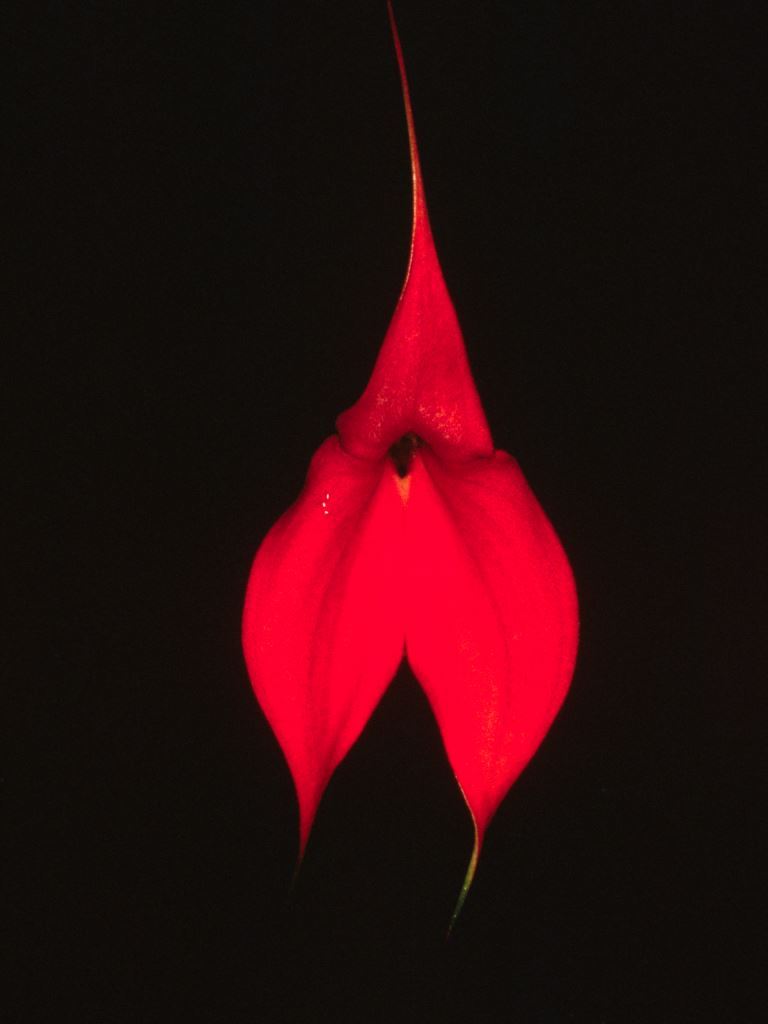 Masdevallia veitchiana - HCC/AOC