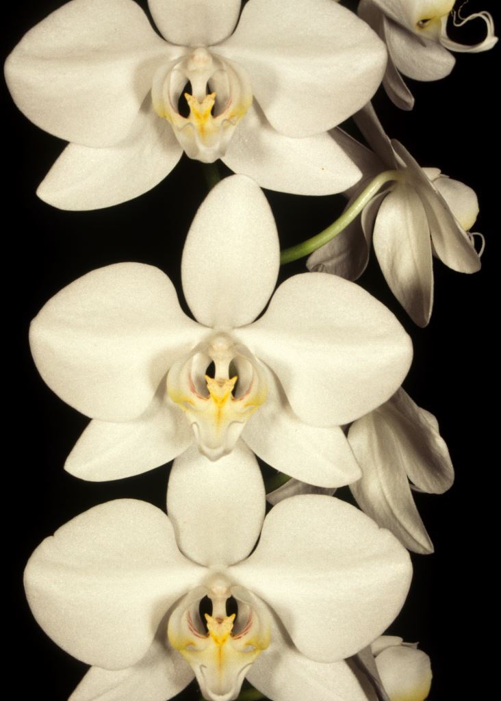 Phalaenopsis amabilis - HCC/AOC