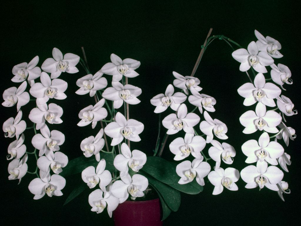 Phalaenopsis amabilis - ACC/AOC