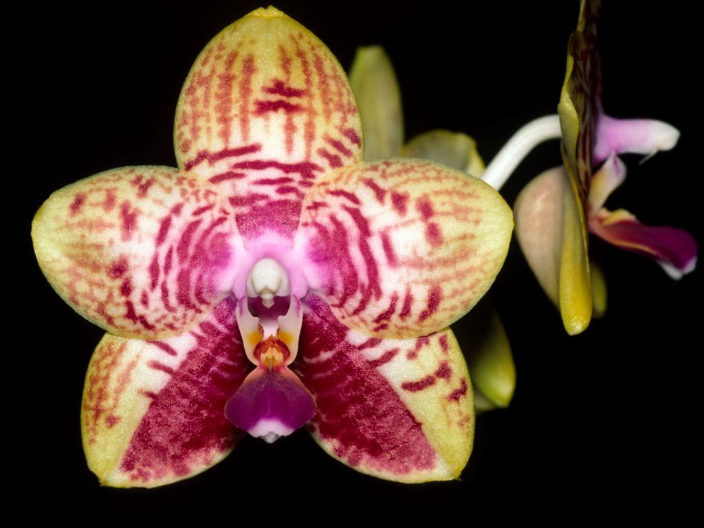 Phalaenopsis Orchid World - AM/AOC
