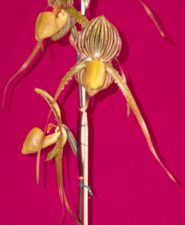Paphiopedilum Saint Swithin - HCC/AOC