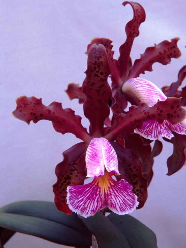 Cattleya schilleriana - AM/AOC