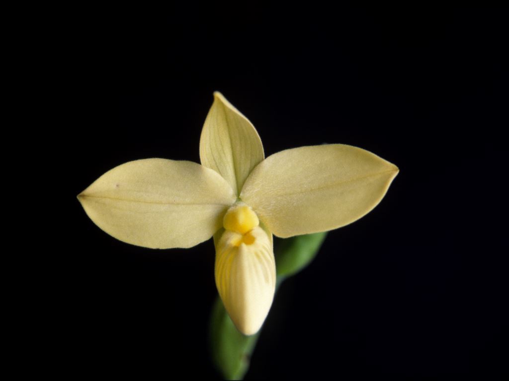 Phragmipedium besseae