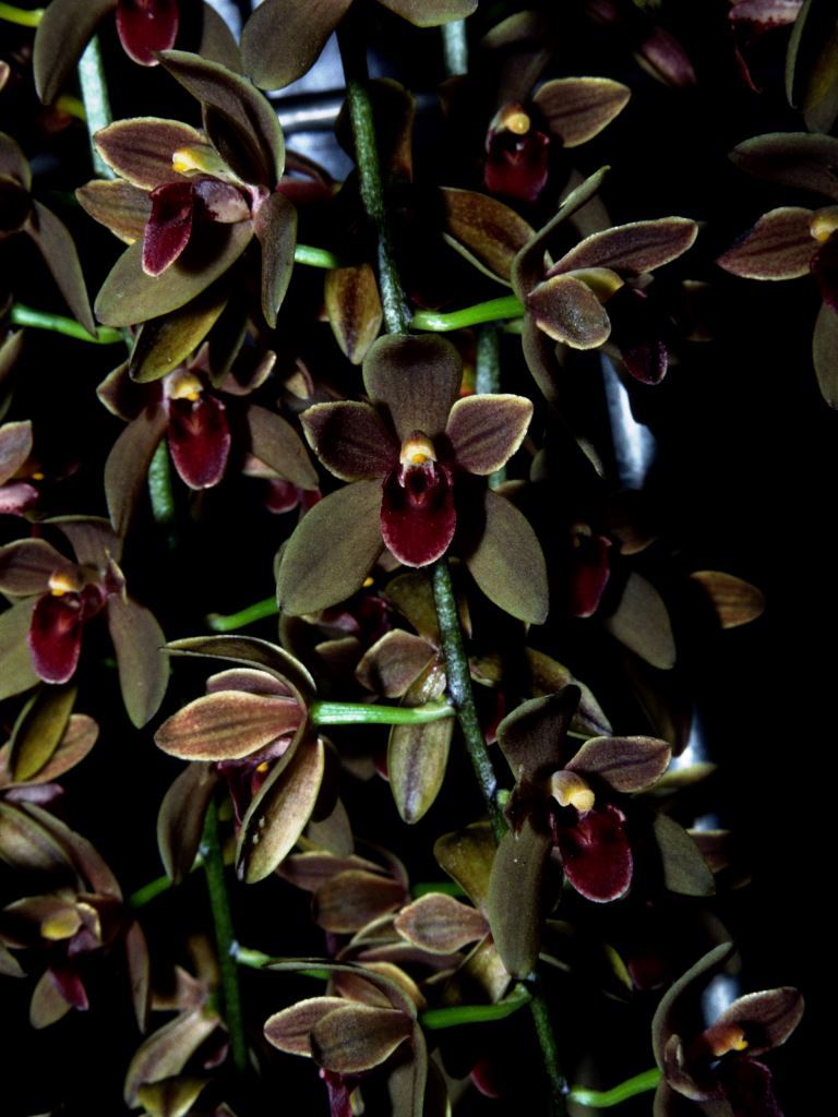 Cymbidium Cricket - ACC/AOC